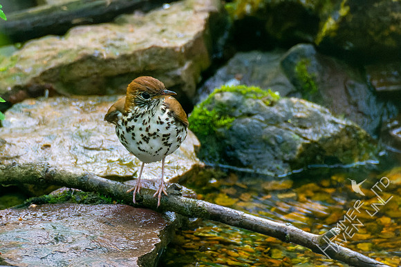 5-3-22 Wood Thrush