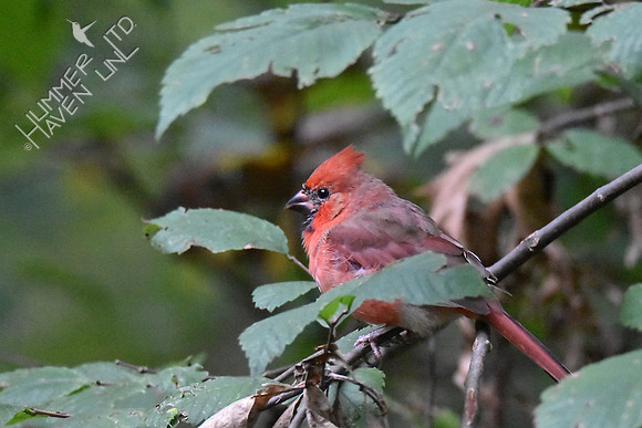 Northern Cardinal juvenile male 10-1-16