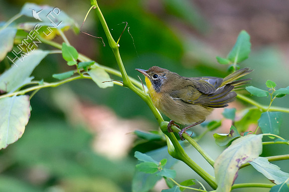 10-3-24 Common Yellowthroat, first fall male