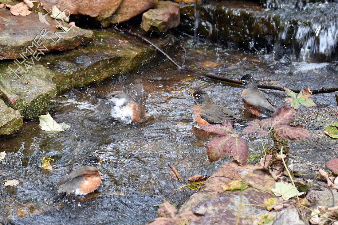 American Robins at the stream bed 10-10-16