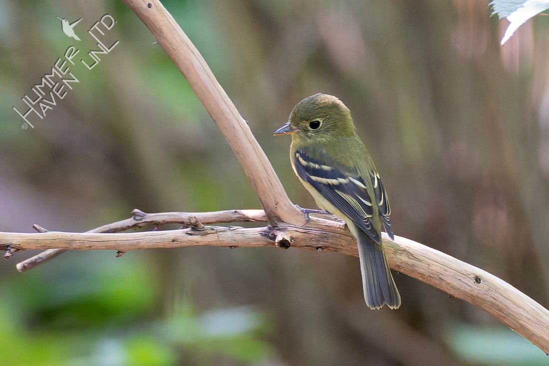 8-26-25 Yellow-bellied Flycatcher