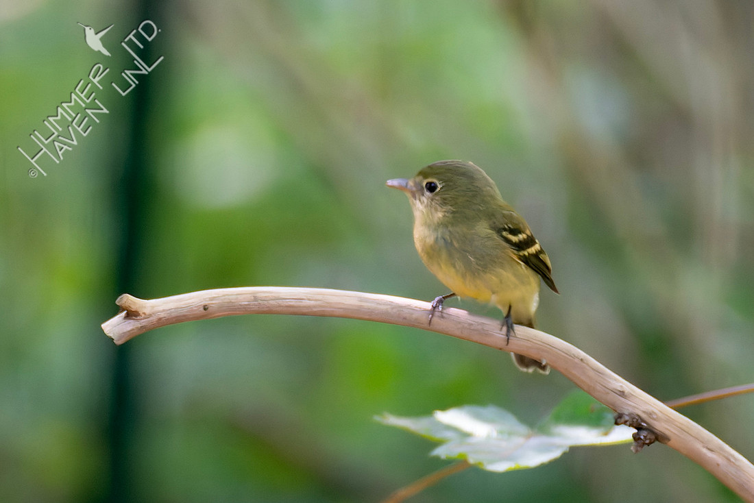 8-26-25 Yellow-bellied Flycatcher