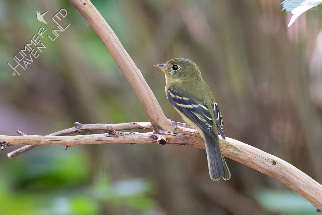 8-26-25 Yellow-bellied Flycatcher