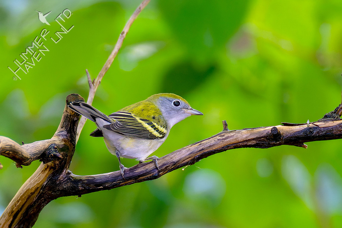 8-24-25 Chestnut-sided Warbler