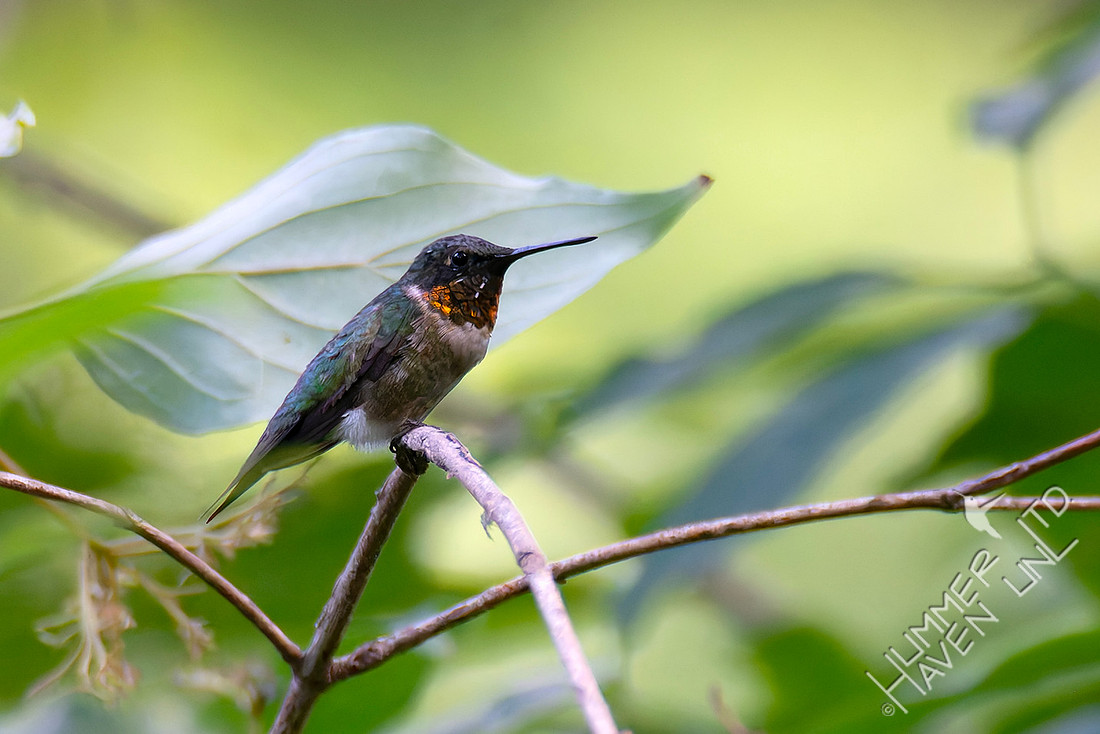 8-24-25 Ruby-throated Hummingbird