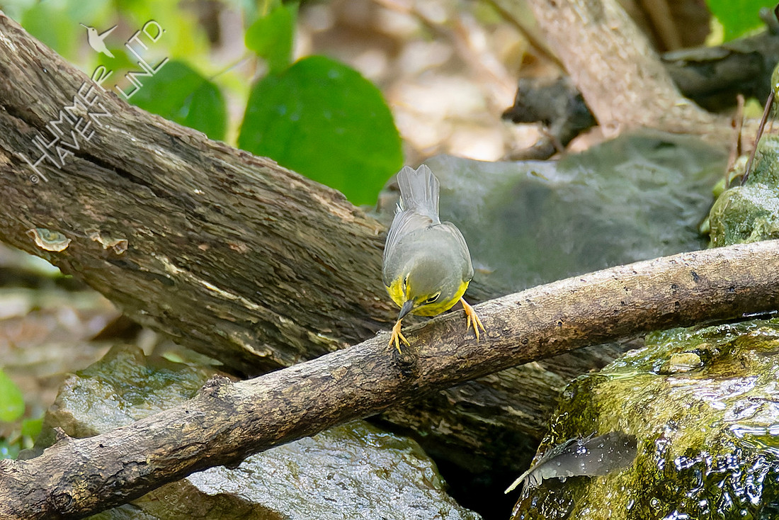 8-25-25 FOY#108 Canada Warbler first fall female