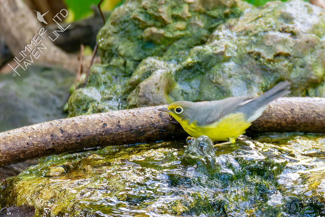 8-25-25 FOY#108 Canada Warbler first fall female
