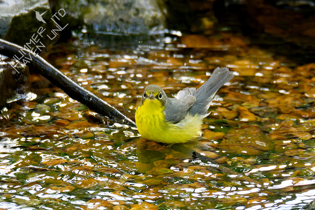 8-25-25 FOY#108 Canada Warbler first fall female