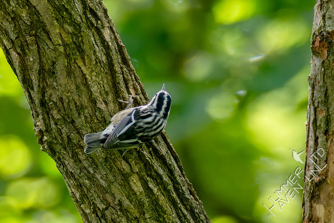 8-25-25 Black-and-white Warbler first fall female