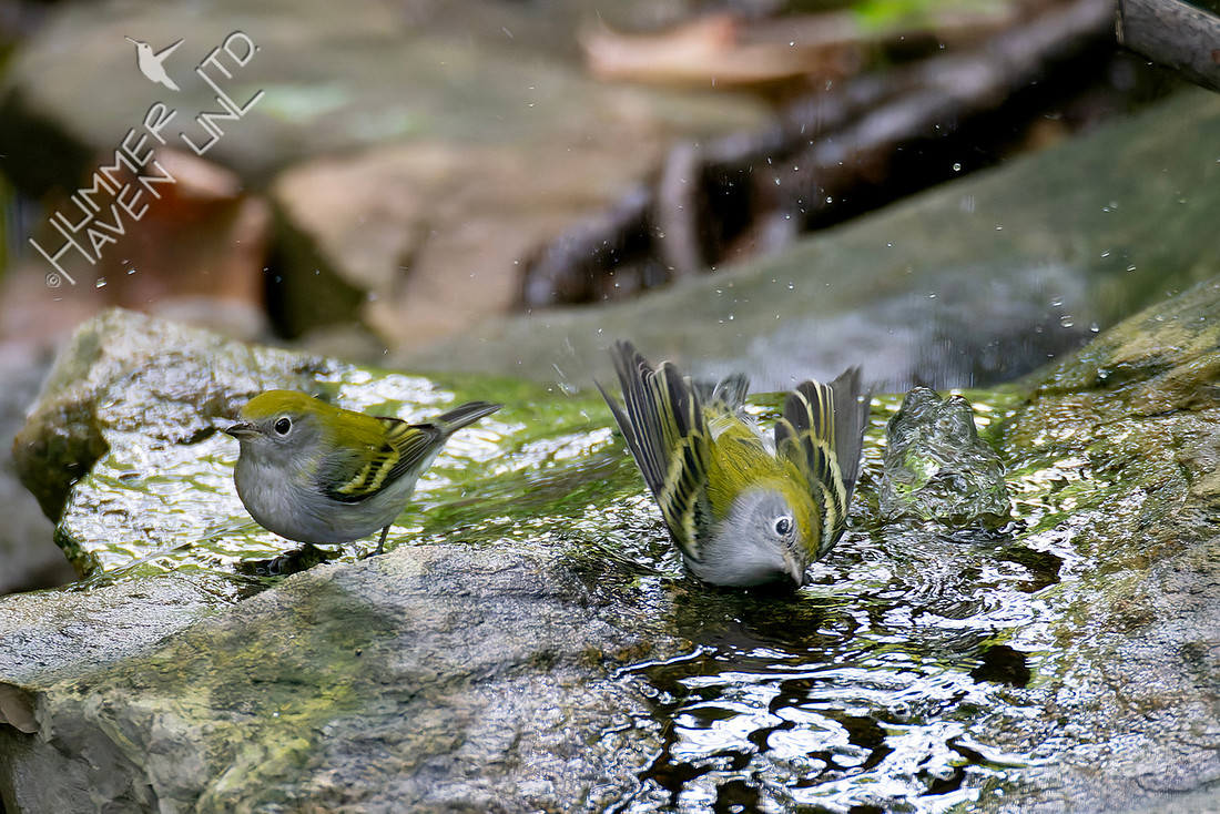 8-25-25 Two Chestnut-sided Warblers