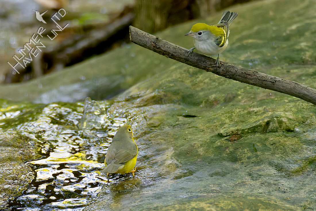 8-26-25 Canada and Chestnut-sided Warblers