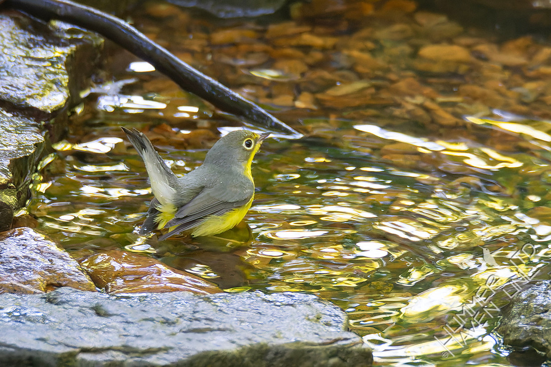 8-26-25 Canada Warbler first fall female