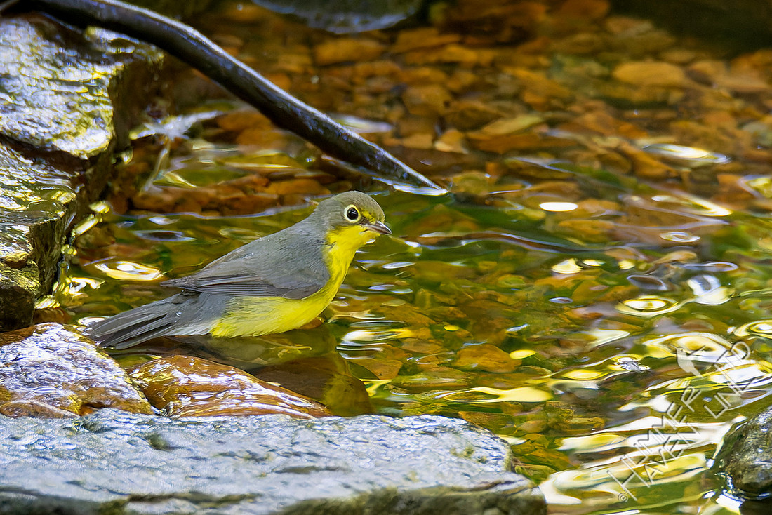 8-26-25 Canada Warbler first fall female
