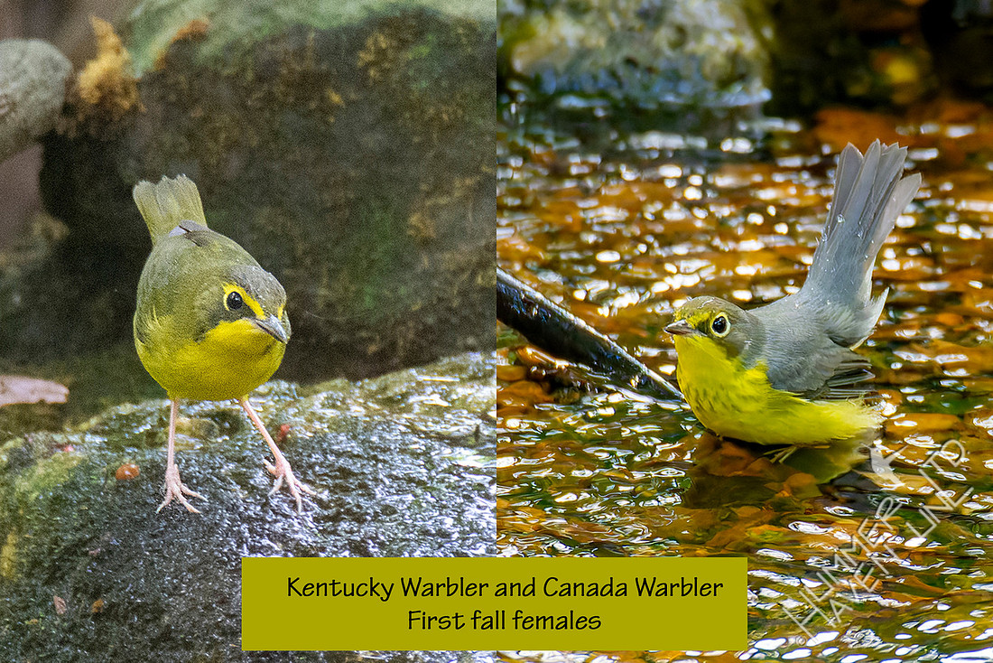 8-25-25 Confusing! Kentucky and Canada Warbler comparison