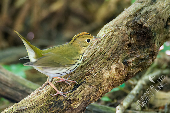 8-30-22 Ovenbird