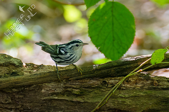 10-5-22 Black-and-white Warbler