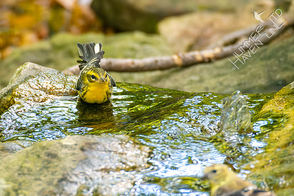 10-5-22 Blackburnian Warbler female