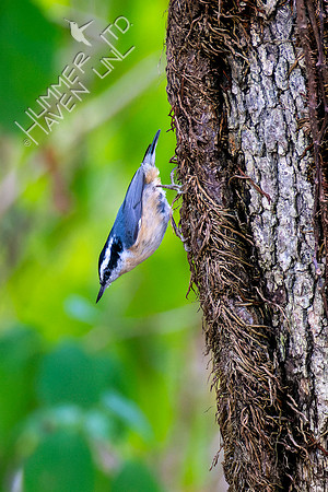 10-5-22 Red-breasted Nuthatch