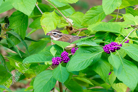 10-5-22 Rose-breasted Grosbeak eating American Beautyberries