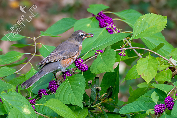 10-5-22 American Robin  eating American Beautyberries