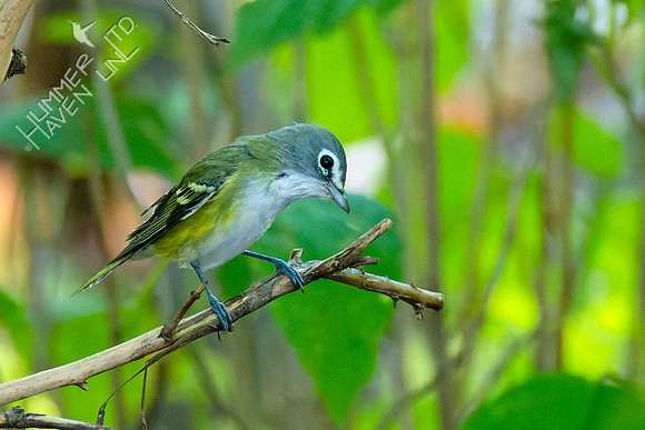 10-6-22 Blue-headed Vireo
