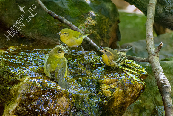 10-6-22 Two Tennessee Warbler females with Blackburnian Warbler female