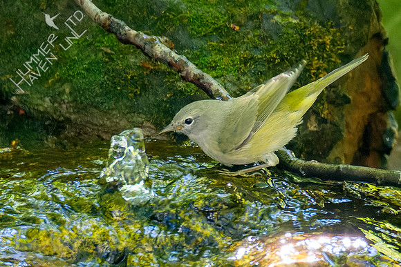 10-6-22 FOS Orange-crowned Warbler first fall female