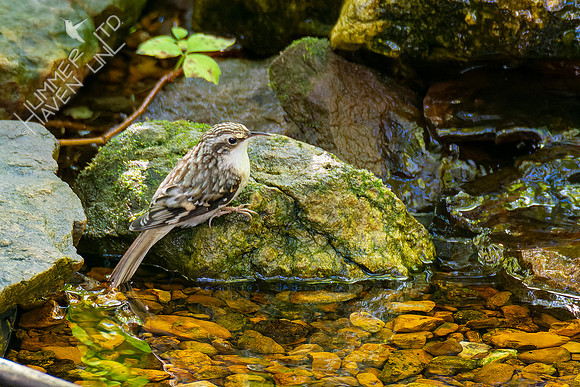 10-7-22 FOS Brown Creeper