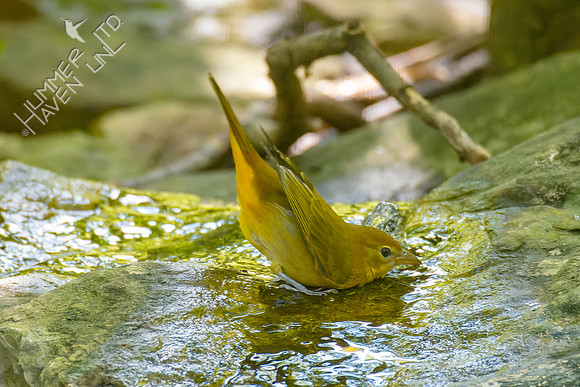 10-7-22 Summer Tanager