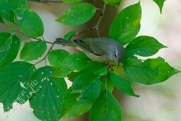 10-6-22 FOS Orange-crowned Warbler first fall female