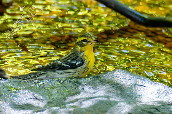 10-6-22 Blackburnian Warbler