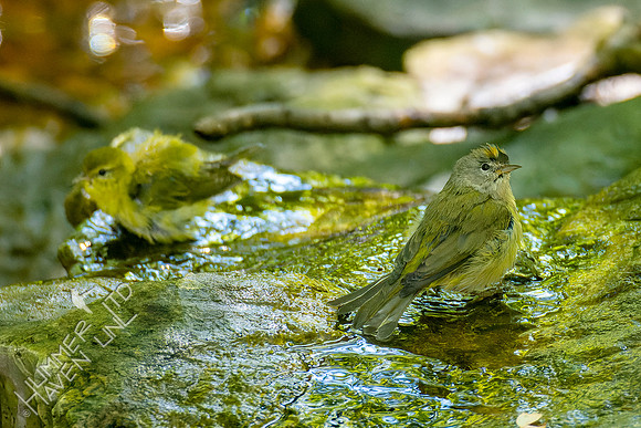 10-6-22 Tennessee Warbler and FOS Orange-crowned Warbler first fall female