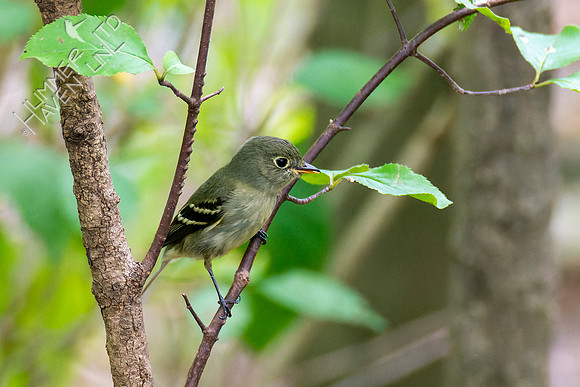 10-5-22 Least Flycatcher