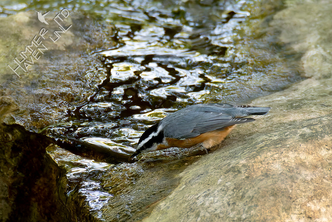 9-2-25 FOY Red-breasted Nuthatch