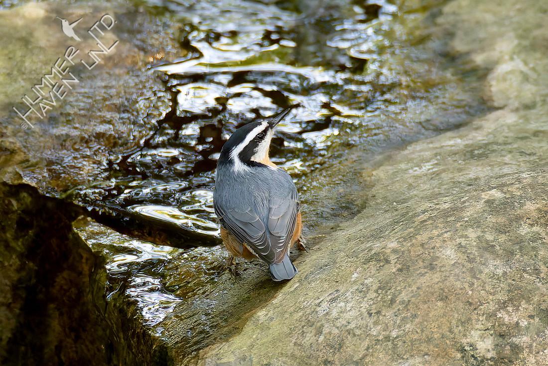 9-2-25 FOY Red-breasted Nuthatch