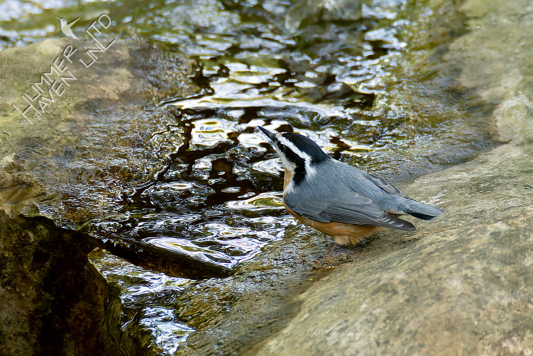 9-2-25 FOY Red-breasted Nuthatch
