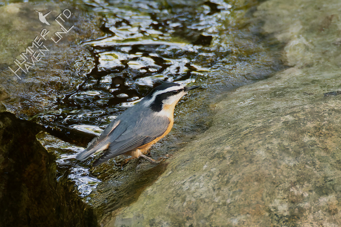 9-2-25 FOY Red-breasted Nuthatch