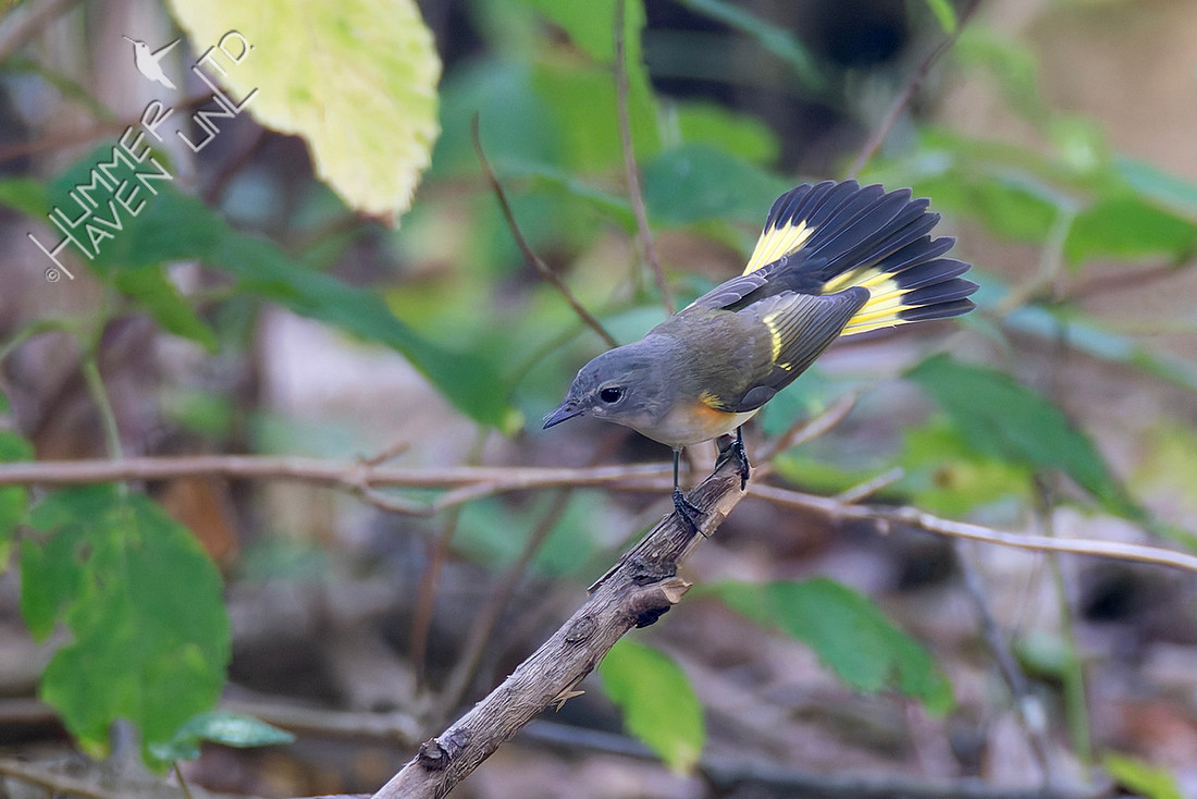 9-3-25 American Redstart