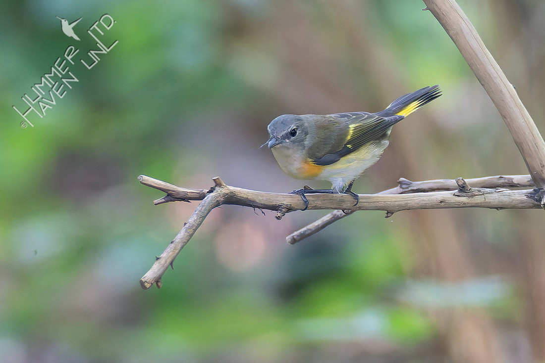 9-3-25 American Redstart