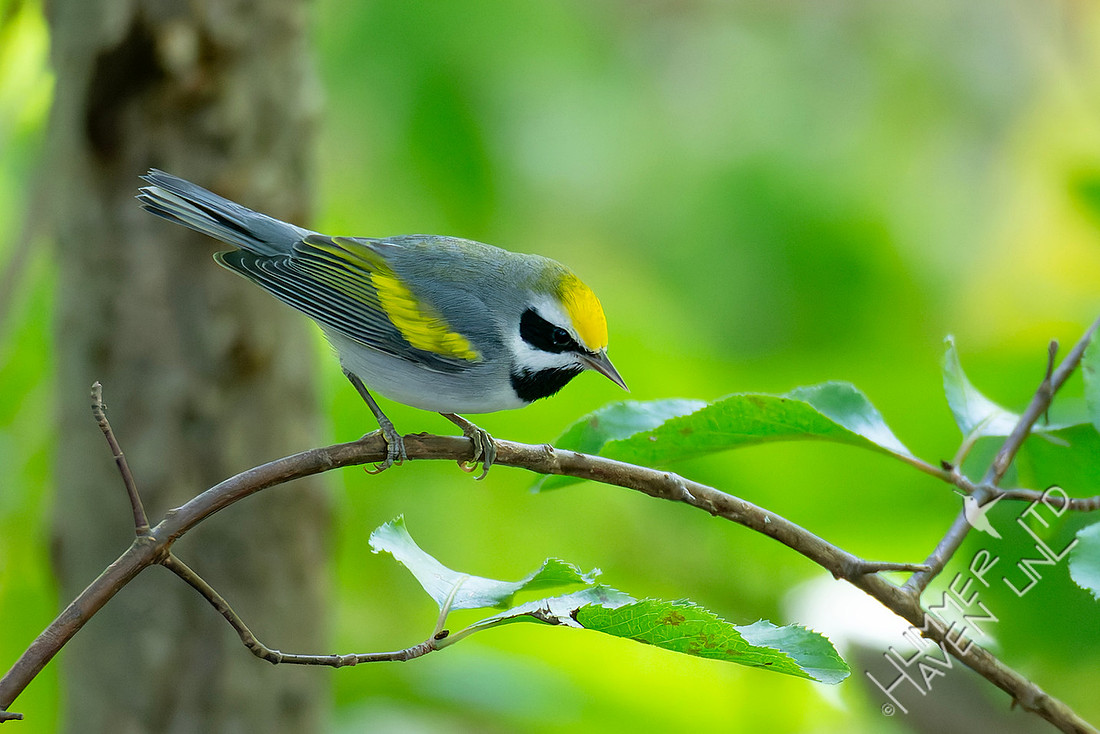 9-4-25 Golden-winged Warbler