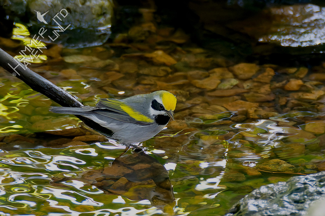 9-4-25 Golden-winged Warbler