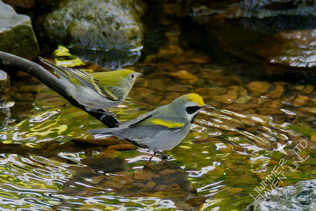 9-4-25 Chestnut-sided and Golden-winged Warblers