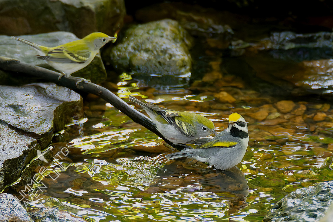 9-4-25 Chestnut-sided and Golden-winged Warblers