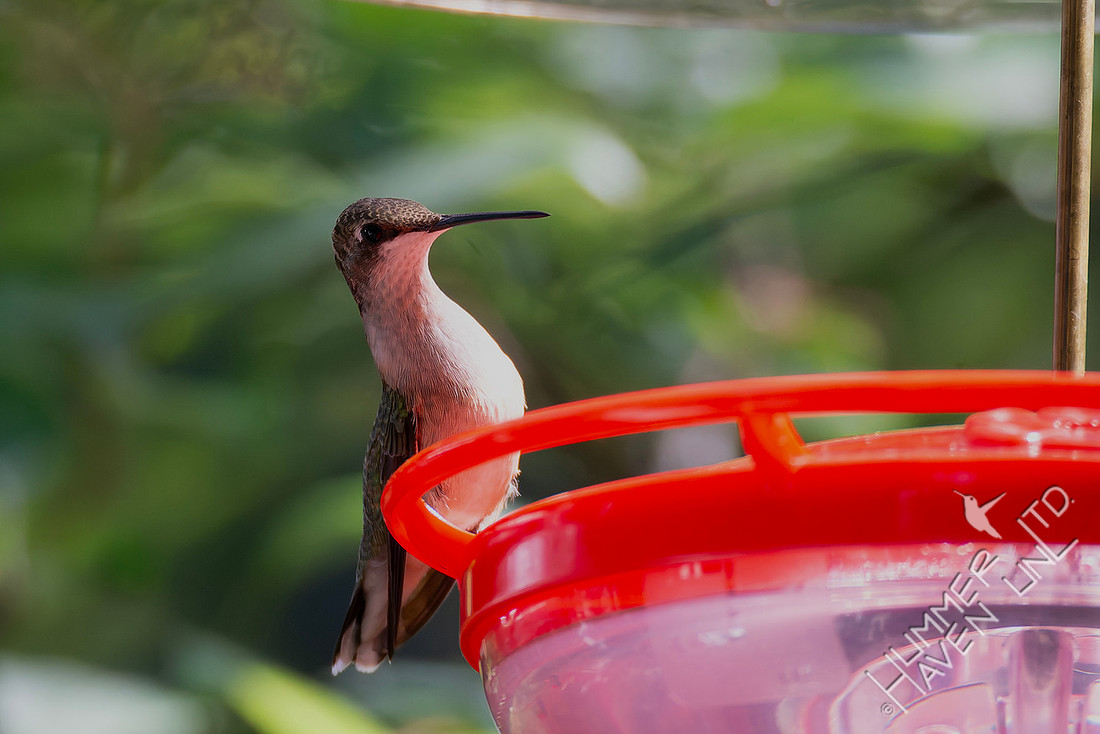 9-4-25 Ruby-throated Hummingbird female