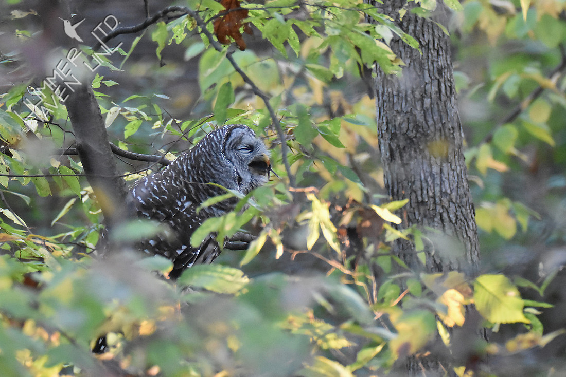 Barred Owl with prey - field mouse 11-4-16