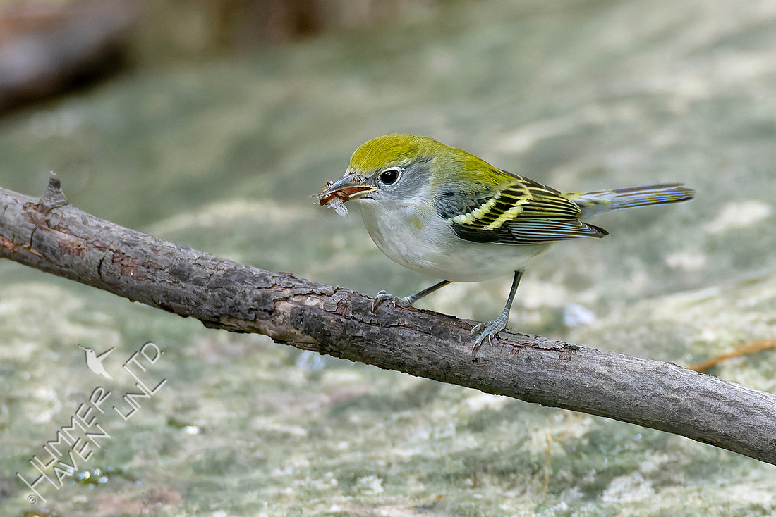 9-5-25 Chestnut-sided Warbler with insect