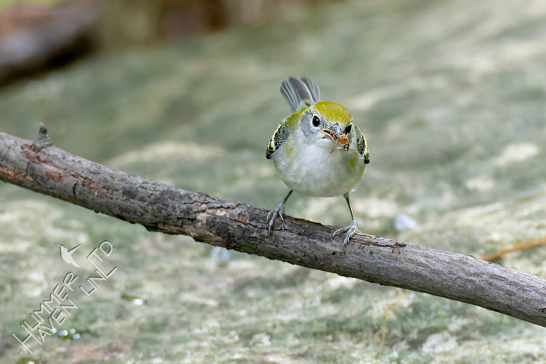 9-5-25 Chestnut-sided Warbler with insect