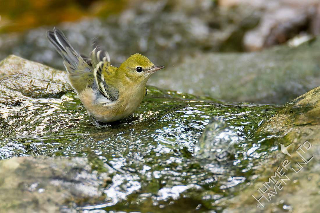 9-5-25 Bay-breasted Warbler