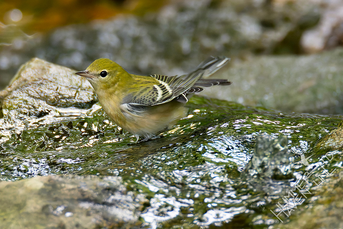 9-5-25 Bay-breasted Warbler