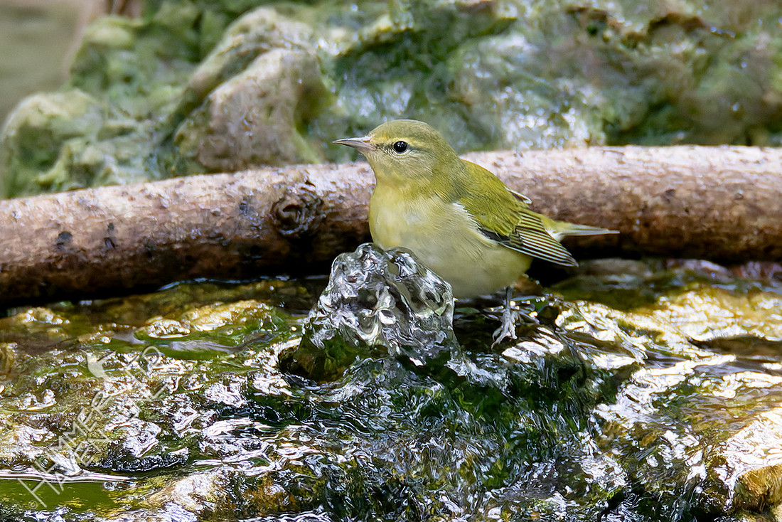 9-5-25 Tennessee Warbler
